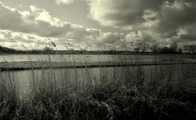 <i class='fa fa-user'></i>&nbsp;B.M.Schouten-Ruis&nbsp;|  Landschap met plassen&nbsp; <i class='fa fa-eye'>&nbsp;137</i> &nbsp; <i class='fa fa-comment-o'>&nbsp;5</i>