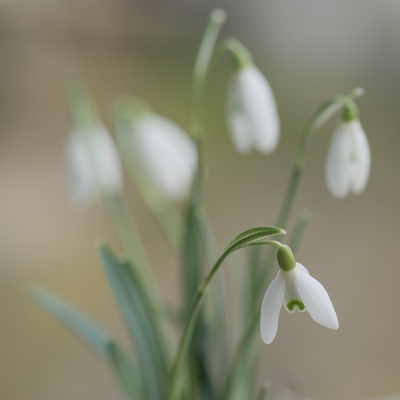 <i class='fa fa-user'></i>&nbsp;Christina&nbsp;|  Gewoon Sneeuwklokje&nbsp; <i class='fa fa-eye'>&nbsp;118</i> &nbsp; <i class='fa fa-comment-o'>&nbsp;5</i>