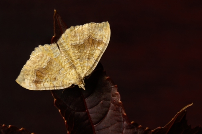 <i class='fa fa-user'></i>&nbsp;jawe&nbsp;| Gestreepte Goudspanner&nbsp; <i class='fa fa-eye'>&nbsp;49</i> &nbsp; <i class='fa fa-comment-o'>&nbsp;3</i>