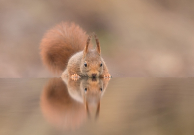 Deze Eekhoorn kwam even langs om wat te drinken bij de bosvijver.

hoi henk
http://www.hlfotografie.nl/