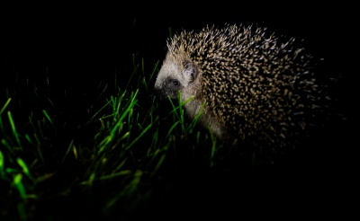 Oktober vorig jaar hadden we geregeld een egel rond struinen in de tuin, leuk beest en door met een zaklamp te belichten geprobeerd een leuke foto te maken.