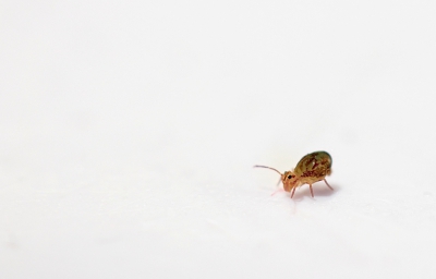 <i class='fa fa-user'></i>&nbsp;Pieter  LJ&nbsp;|  Dicyrtomina saundersi&nbsp; <i class='fa fa-eye'>&nbsp;202</i> &nbsp;<i class='fa fa-thumbs-up'>&nbsp;1</i> &nbsp; <i class='fa fa-comment-o'>&nbsp;3</i>