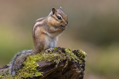 Jaren terug werden deze diertjes gemporteerd in Vlaanderen als huisdier en weer vrijgelaten, oa in het Zoninwoud waar zich nu de grootste populaties bevinden. Voorlopig worden de diertjes getolereerd omdat onderzoek nog geen afdoende bewijs leverde over de negatieve invloed die deze diertjes kunnen hebben op andere soorten zoals bv de rode eekhoorn of grondbroedende vogels. Hun schattige uiterlijk speelt natuurlijk ook in hun voordeel.