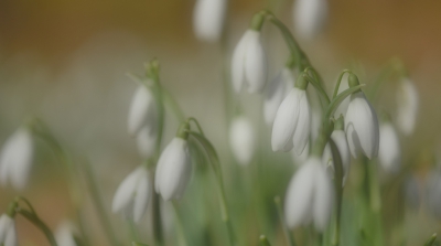 <i class='fa fa-user'></i>&nbsp;euroblinkie&nbsp;|  Gewoon Sneeuwklokje&nbsp; <i class='fa fa-eye'>&nbsp;93</i> &nbsp; <i class='fa fa-comment-o'>&nbsp;0</i>