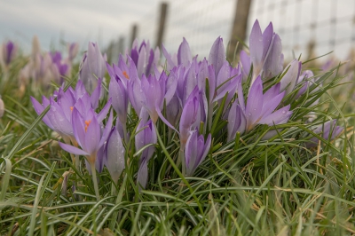 <i class='fa fa-user'></i>&nbsp;Bemaliri&nbsp;|  Boerenkrokus&nbsp; <i class='fa fa-eye'>&nbsp;122</i> &nbsp; <i class='fa fa-comment-o'>&nbsp;0</i>