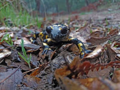 Vanmorgen een rondje door het Kurkeikenbos gelopen. Het was mistig en het miezerde behoorlijk, ik had dan ook mijn camera thuis gelaten.
Zal je altijd zien dat je iets bijzonders tegenkomt. 
Deze vuursalamander zat langs de kant van het pad een beetje te niksen, waardoor ik hem heel mooi kon bewonderen. 
Dit exemplaar was zeker 20 cm lang en heeft de gevlekte vorm. Doordat tie helemaal nat was zie je goed de weerspiegeling van de bomen op zijn kop.
Bij het zien van dit prachtige beest, kon ik het toch niet laten om er een foto van te maken, dus dan maar met de camera van mijn mobiel.