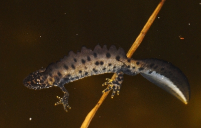 vele salamanders lagen bovenin het water wat wel meer gebeurt onder bepaalde weersomstandigheden