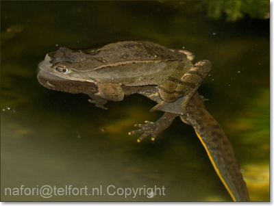 Deze lagen al gedurende lange tijd in het water om de kamsalamander te behoeden voor een verdrinkingsdood heb ik ze na de foto losgemaakt