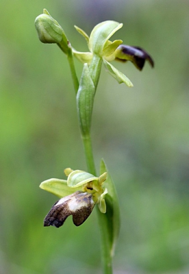 <i class='fa fa-user'></i>&nbsp;Henk van den Born&nbsp;|  Bruine Ophrys&nbsp; <i class='fa fa-eye'>&nbsp;166</i> &nbsp; <i class='fa fa-comment-o'>&nbsp;4</i>