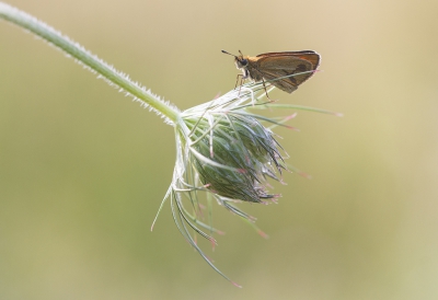 <i class='fa fa-user'></i>&nbsp;Henk Bouter&nbsp;|  Zwartsprietdikkopje&nbsp; <i class='fa fa-eye'>&nbsp;133</i> &nbsp; <i class='fa fa-comment-o'>&nbsp;2</i>