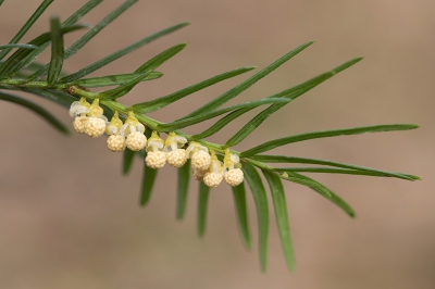 <i class='fa fa-user'></i>&nbsp;Bemaliri&nbsp;|  Taxus&nbsp; <i class='fa fa-eye'>&nbsp;84</i> &nbsp; <i class='fa fa-comment-o'>&nbsp;1</i>