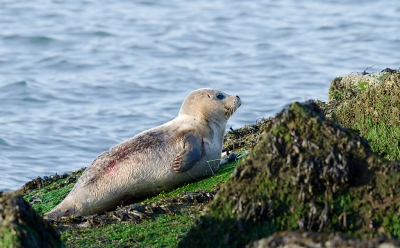 <i class='fa fa-user'></i>&nbsp;Eef Kieft&nbsp;|  Gewone Zeehond&nbsp; <i class='fa fa-eye'>&nbsp;139</i> &nbsp; <i class='fa fa-comment-o'>&nbsp;4</i>