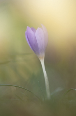 <i class='fa fa-user'></i>&nbsp;Sam Dijkstra&nbsp;|  Bonte Krokus&nbsp; <i class='fa fa-eye'>&nbsp;85</i> &nbsp; <i class='fa fa-comment-o'>&nbsp;4</i>