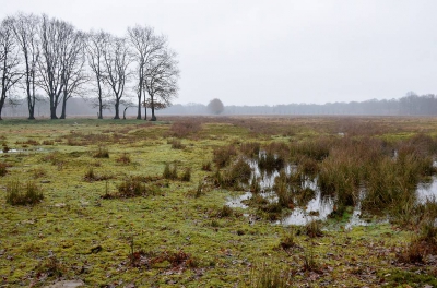 <i class='fa fa-user'></i>&nbsp;kooyammers&nbsp;|  Meeuwerheide&nbsp; <i class='fa fa-eye'>&nbsp;108</i> &nbsp; <i class='fa fa-comment-o'>&nbsp;2</i>