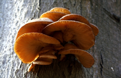 <i class='fa fa-user'></i>&nbsp;Jasper&nbsp;| Groene schelpzwam ???&nbsp; <i class='fa fa-eye'>&nbsp;46</i> &nbsp; <i class='fa fa-comment-o'>&nbsp;1</i>