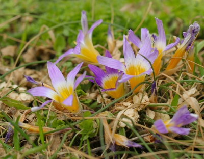 <i class='fa fa-user'></i>&nbsp;Robert Rodenburg&nbsp;|  Romulea clusiana&nbsp; <i class='fa fa-eye'>&nbsp;108</i> &nbsp; <i class='fa fa-comment-o'>&nbsp;2</i>