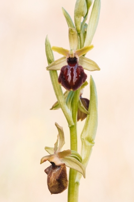 <i class='fa fa-user'></i>&nbsp;Michiel Janssen&nbsp;|  Spinnenorchis&nbsp; <i class='fa fa-eye'>&nbsp;149</i> &nbsp; <i class='fa fa-comment-o'>&nbsp;11</i>