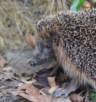 Ik wist niet dat een egel in mijn tuin heeft overwinterd. Vanmiddag hoorde ik wat geritsel en zag opeens een egel langs heg en schutting scharrelen. Gauw fototoestel gepakt en plat op de buik foto's gemaakt. Een portretje behoorde ook tot de mogelijkheden.