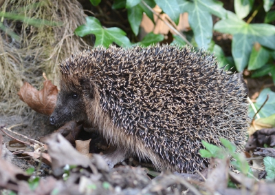 Ik wist niet dat een egel in mijn tuin heeft overwinterd. Vanmiddag hoorde ik wat geritsel en zag opeens een egel langs heg en schutting scharrelen. Gauw fototoestel gepakt en plat op de buik foto's gemaakt