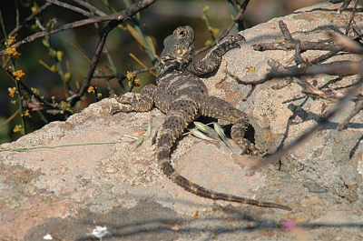 <i class='fa fa-user'></i> iguanaben | Hardoen  <i class='fa fa-eye'> 361</i>   <i class='fa fa-comment-o'> 2</i>