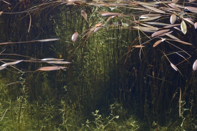<i class='fa fa-user'></i>&nbsp;liesbeth van vliet&nbsp;|  Waterwereld&nbsp; <i class='fa fa-eye'>&nbsp;154</i> &nbsp; <i class='fa fa-comment-o'>&nbsp;3</i>