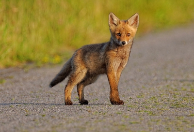 Toevallig zat ik al gehurkt om naar iets wat verder in het veld zat te kijken, toen dit vosje de weg op kwam lopen. Enkele foto's kunnen maken voordat het vosje terug het veen in dook. Vijf minuten later is het vosje alsnog over gestoken