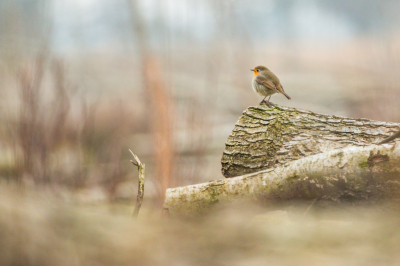 Beschut tussen de takken en boomstronken gewacht op wat moois voor de Lens. Deze roodborst streek neer in het gezichtsveld van de lens om net als ik even te genieten van alle pracht en rust die de natuur te bieden heeft.