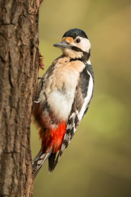 Gemaakt vanuit een vogelkijkhut in de tuin van een B&B. Canon 70d met 500L op statief.