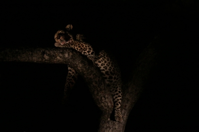 De kers op de taart! Op mijn verjaardag de Big Five gecompleteerd, met misschien wel de mooiste van de 5, het Luipaard! Wat een heerlijk moment, daar waar het luipaard flink aan het uitbuiken was, hadden wij mooi alle tijd dit machtige beest van gepaste afstand te observeren. Doordat er vele schijnwerpers op het luipaard stonden, was hij goed te zien, maar om de perfecte foto aan de muur te creren was het noodzaak een aantal schijnwerpers uit te zetten, waardoor hij nog maar van n zijde werd belicht. Dit gevraagd aan de omstanders, met deze foto als resultaat. Zeer tevreden!