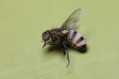 <i class='fa fa-user'></i>&nbsp;Bemaliri&nbsp;|  Entomophthora muscae&nbsp; <i class='fa fa-eye'>&nbsp;185</i> &nbsp; <i class='fa fa-comment-o'>&nbsp;1</i>