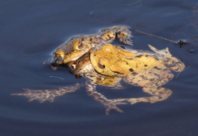 Een paddentrio : twee mannetjes dingen naar de gunst van n vrouwtje. Eenpoot statief gebruikt.