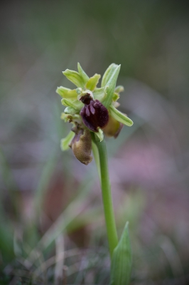 Dezelfde plant als de vorige upload; er was nu een nieuwe bloem ontwikkeld, met veel duidelijker kenmerken. Verderop waren nog een tiental dergelijke bloemen te vinden.