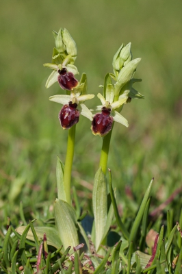 <i class='fa fa-user'></i>&nbsp;Michiel Janssen&nbsp;|  Allemans-ophrys&nbsp; <i class='fa fa-eye'>&nbsp;146</i> &nbsp; <i class='fa fa-comment-o'>&nbsp;14</i>