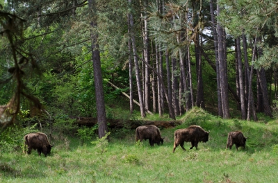 <i class='fa fa-user'></i>&nbsp;Eef Kieft&nbsp;|  Wisent&nbsp; <i class='fa fa-eye'>&nbsp;190</i> &nbsp; <i class='fa fa-comment-o'>&nbsp;2</i>