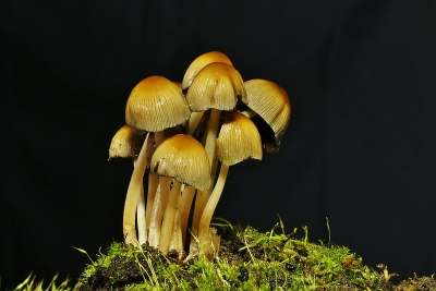 <i class='fa fa-user'></i>&nbsp;frbeuming&nbsp;|  Gewone Glimmerinktzwam&nbsp; <i class='fa fa-eye'>&nbsp;139</i> &nbsp; <i class='fa fa-comment-o'>&nbsp;3</i>