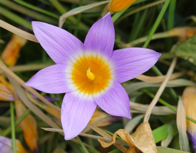<i class='fa fa-user'></i>&nbsp;Robert Rodenburg&nbsp;|  Romulea clusiana&nbsp; <i class='fa fa-eye'>&nbsp;98</i> &nbsp; <i class='fa fa-comment-o'>&nbsp;2</i>