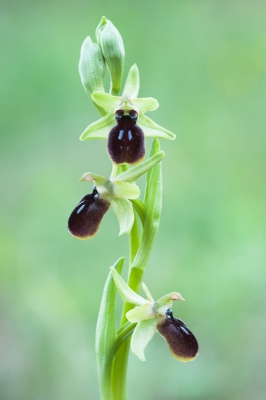 <i class='fa fa-user'></i>&nbsp;Michiel Janssen&nbsp;|  Ophrys passionis&nbsp; <i class='fa fa-eye'>&nbsp;131</i> &nbsp; <i class='fa fa-comment-o'>&nbsp;4</i>