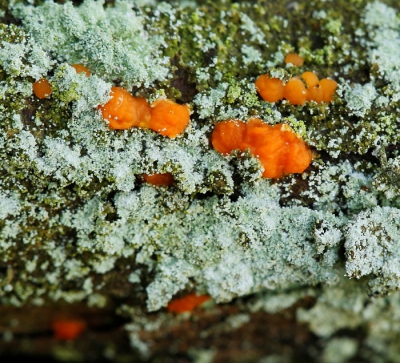 <i class='fa fa-user'></i>&nbsp;Willy&nbsp;|  Oranje Druppelzwam&nbsp; <i class='fa fa-eye'>&nbsp;118</i> &nbsp; <i class='fa fa-comment-o'>&nbsp;0</i>