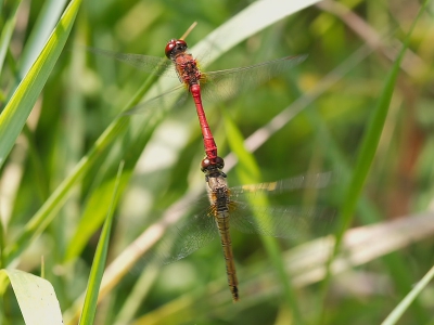 Tussen het werk door even met de camera erop uit.
Deze libellen hangen in de lucht aan elkaar, moet je dus geluk hebben dat ze af en toe stil hangen als je met je Macro lens er boven zit. Hartstikke leuk! Canon-20D, 100mm, F5.6, 1/400 sec.