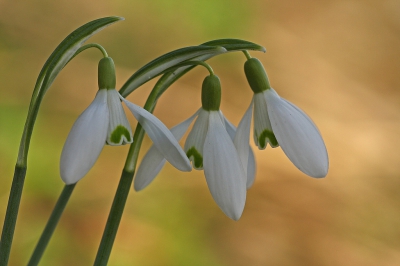 <i class='fa fa-user'></i>&nbsp;Cor&nbsp;|  Gewoon Sneeuwklokje&nbsp; <i class='fa fa-eye'>&nbsp;116</i> &nbsp;<i class='fa fa-thumbs-up'>&nbsp;2</i> &nbsp; <i class='fa fa-comment-o'>&nbsp;10</i>