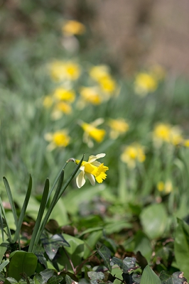 <i class='fa fa-user'></i>&nbsp;B Possen&nbsp;|  Wilde Narcis&nbsp; <i class='fa fa-eye'>&nbsp;90</i> &nbsp; <i class='fa fa-comment-o'>&nbsp;1</i>