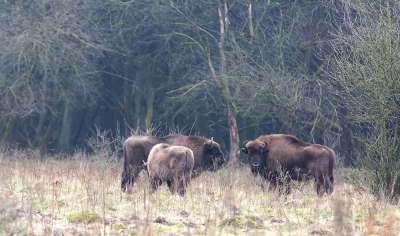 <i class='fa fa-user'></i>&nbsp;nelappelmelk&nbsp;|  Wisent&nbsp; <i class='fa fa-eye'>&nbsp;164</i> &nbsp; <i class='fa fa-comment-o'>&nbsp;6</i>