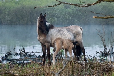 <i class='fa fa-user'></i>&nbsp;Eef Kieft&nbsp;|  Konik&nbsp; <i class='fa fa-eye'>&nbsp;182</i> &nbsp; <i class='fa fa-comment-o'>&nbsp;2</i>