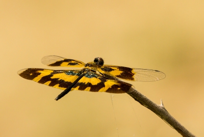 <i class='fa fa-user'></i>&nbsp;meijsvo&nbsp;|  Rhyothemis variegata&nbsp; <i class='fa fa-eye'>&nbsp;143</i> &nbsp; <i class='fa fa-comment-o'>&nbsp;3</i>