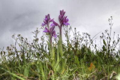 Vandaag kwam ik de eerste Vlinderorchis van dit jaar tegen. 
Mooi hoor, daar word ik helemaal blij van.
Maar het regende zo hard dat ik er geen foto van kon maken. 
Deze opname is van vorig jaar, vlak na een regenbui. Ik wilde nu eens de omgeving erbij betrekken.