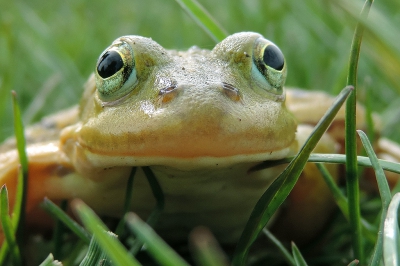 <i class='fa fa-user'></i>&nbsp;A. Soeting&nbsp;|  Poelkikker&nbsp; <i class='fa fa-eye'>&nbsp;140</i> &nbsp; <i class='fa fa-comment-o'>&nbsp;9</i>