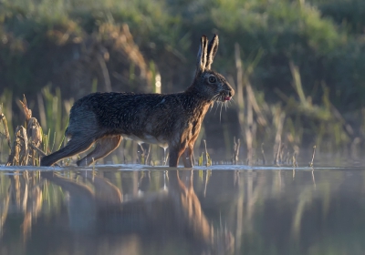 Deze Haas sprong zo maar van de kant in het water, maar ging er toch weer snel weer uit!

hoi henk
http://www.hlfotografie.nl/