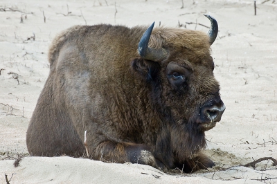 <i class='fa fa-user'></i>&nbsp;Eef Kieft&nbsp;|  Wisent&nbsp; <i class='fa fa-eye'>&nbsp;174</i> &nbsp;<i class='fa fa-thumbs-up'>&nbsp;1</i> &nbsp; <i class='fa fa-comment-o'>&nbsp;6</i>
