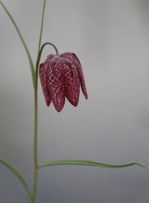 <i class='fa fa-user'></i>&nbsp;Ad Sprang&nbsp;|  Wilde Kievitsbloem&nbsp; <i class='fa fa-eye'>&nbsp;140</i> &nbsp;<i class='fa fa-thumbs-up'>&nbsp;1</i> &nbsp; <i class='fa fa-comment-o'>&nbsp;4</i>