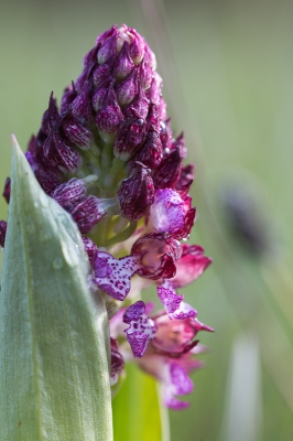 <i class='fa fa-user'></i>&nbsp;Tom van der Most&nbsp;|  Purperorchis&nbsp; <i class='fa fa-eye'>&nbsp;80</i> &nbsp; <i class='fa fa-comment-o'>&nbsp;0</i>